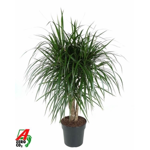 Dracaena