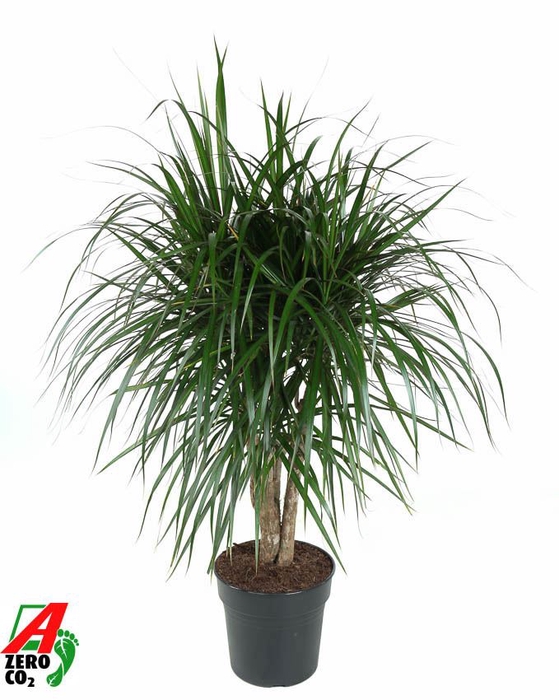 <h4>Dracaena</h4>