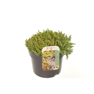 Sedum acre Yellow Queen