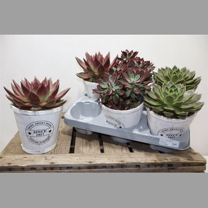 Echev Gem In Houten Pot