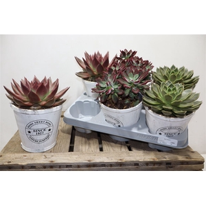 Echev Gem In Houten Pot