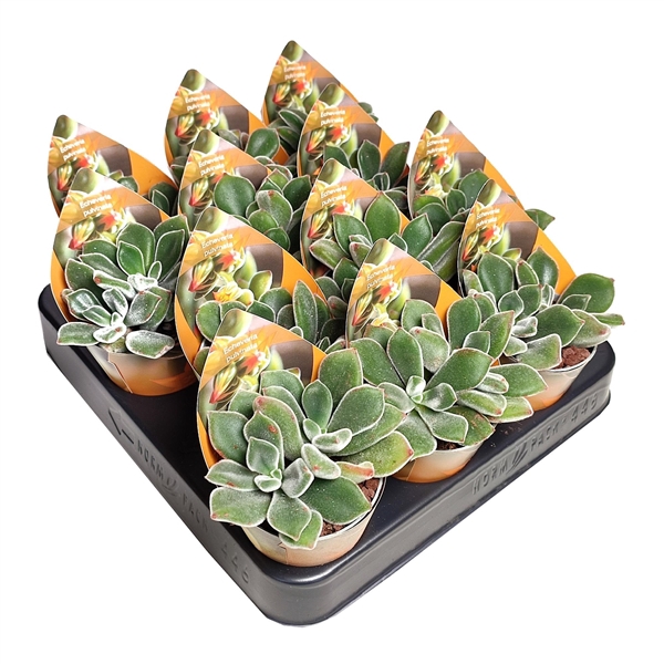 <h4>ECHEVERIA PULVINATA - POT Ø 6,5 WITH POTCOVER (SUCCULENTEN)</h4>