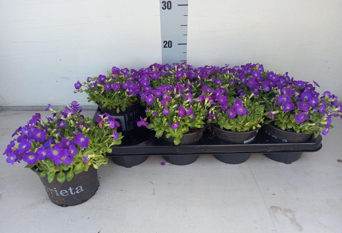 <h4>AUBR GRACILIS KITTE</h4>