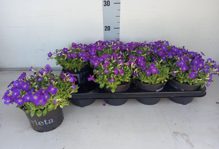 <h4>AUBR GRACILIS KITTE</h4>