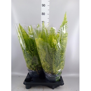 Nephrolepis exal.   ...