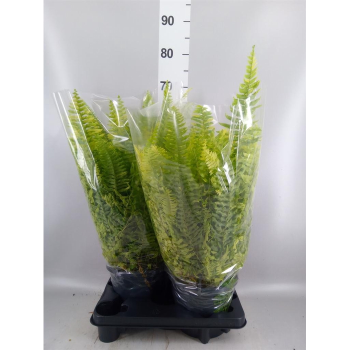 <h4>Nephrolepis exal.   ...</h4>