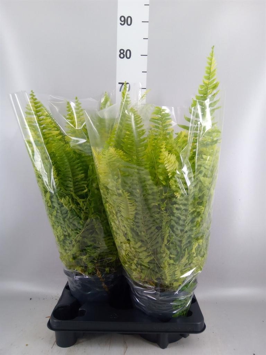 <h4>Nephrolepis exal.   ...</h4>