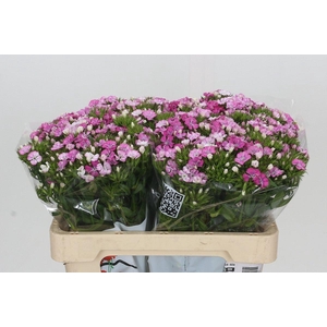Dianthus Br Amazon Rose Magic