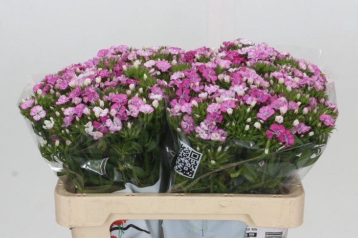 <h4>Dianthus Br Amazon Rose Magic</h4>