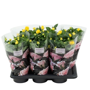Nolina Roses Ø 17 cm Yellow st. 0-1