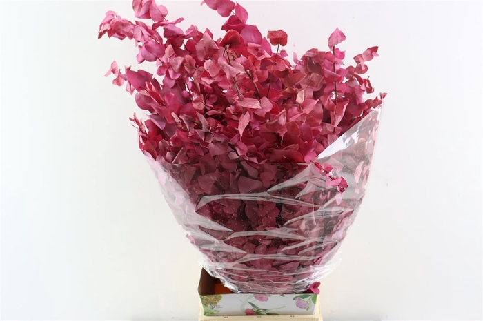 <h4>Pres Euca Stuartiana Pink Bunch</h4>