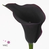 Calla Carrera