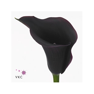 Calla Carrera