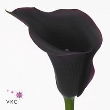 <h4>Calla Carrera</h4>