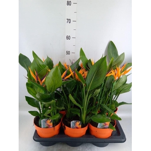 Arr.  Strelitzia L%