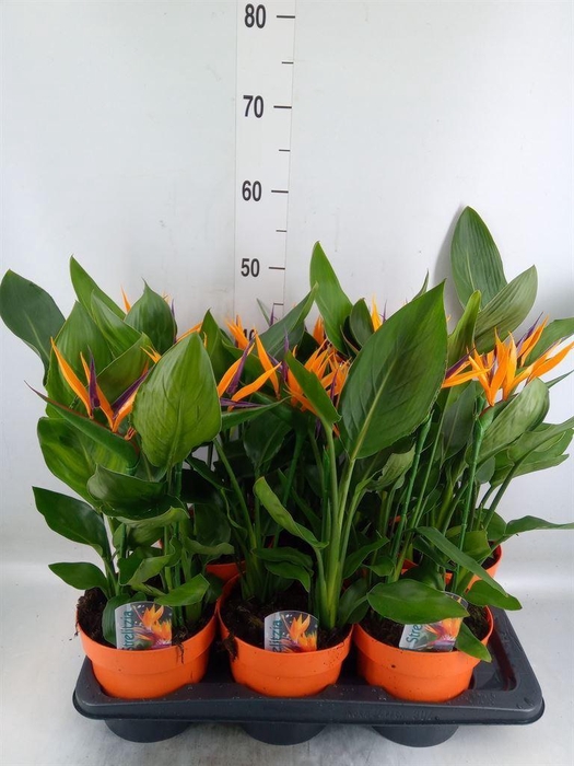 <h4>Arr.  Strelitzia L%</h4>