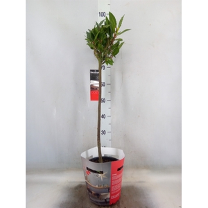 Laurus nobilis
