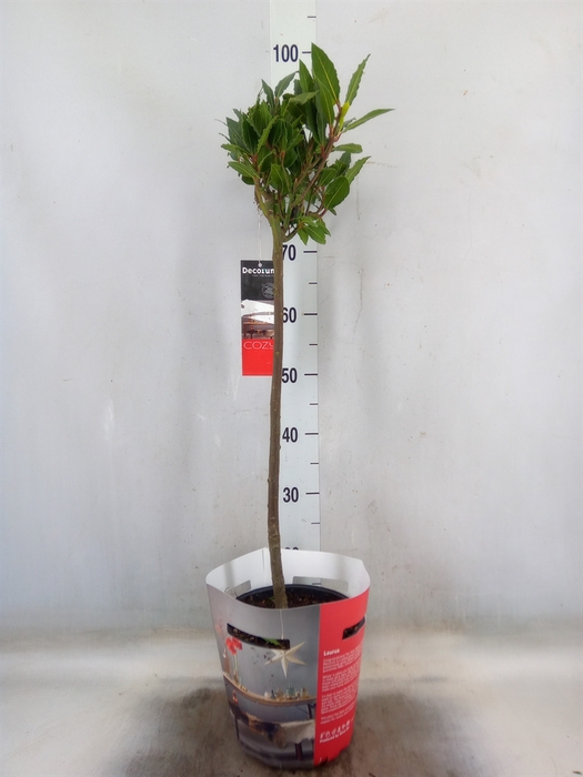 <h4>Laurus nobilis</h4>