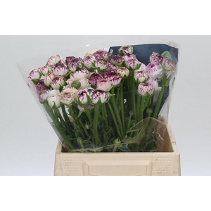 Ranunculus Cappucino Pink