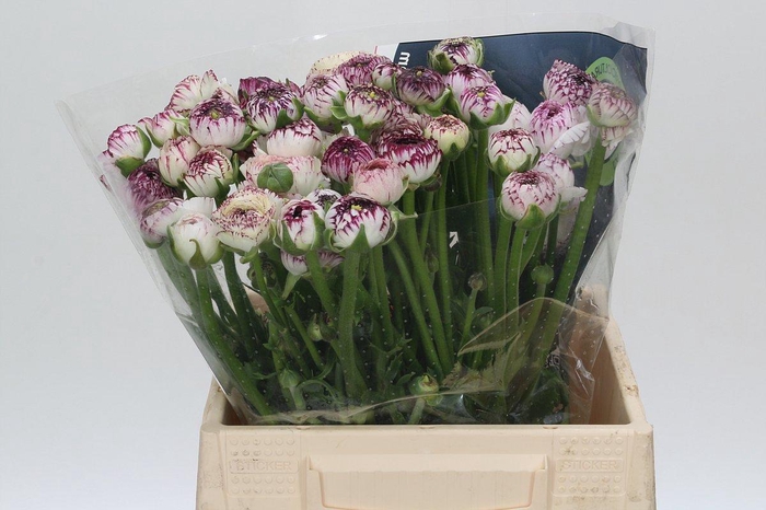 <h4>Ranunculus Cappucino Pink</h4>