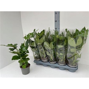 Fatsia Ov