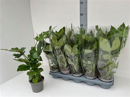 Fatsia Ov