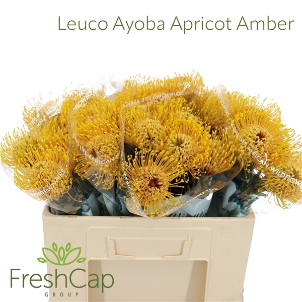 <h4>Leuco Ayoba Apri Amb</h4>