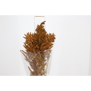 AMARANTHUS DOURADO 070 CM