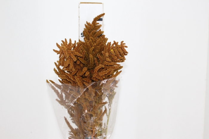 AMARANTHUS DOURADO 070 CM