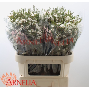 Chamelaucium Moonlight Delight