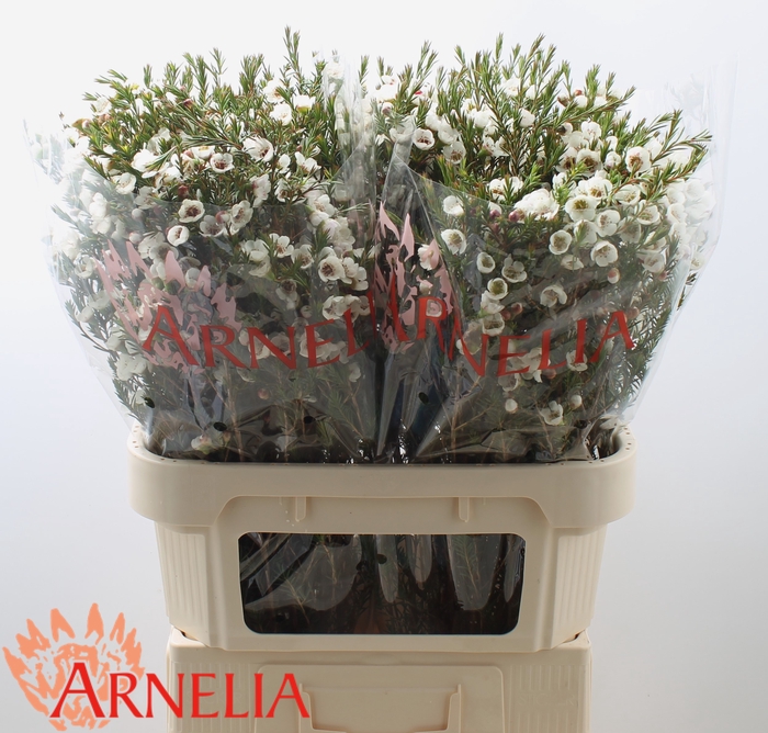 <h4>Chamelaucium Moonlight Delight</h4>