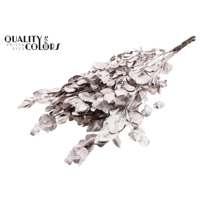 <h4>Eucalyptus Dried per bunch Champagne</h4>