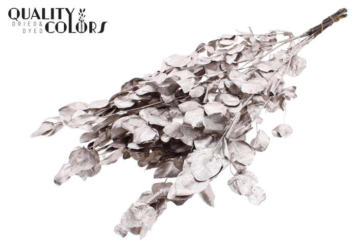 Eucalyptus Dried per bunch Champagne