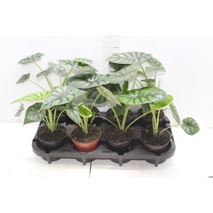 ALOCASIA DRAGON SCALE P12