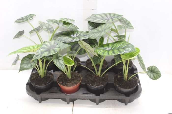 <h4>ALOCASIA DRAGON SCALE P12</h4>