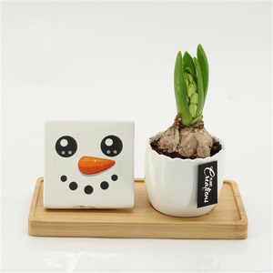 Arrangementen Hyacinthus 6%
