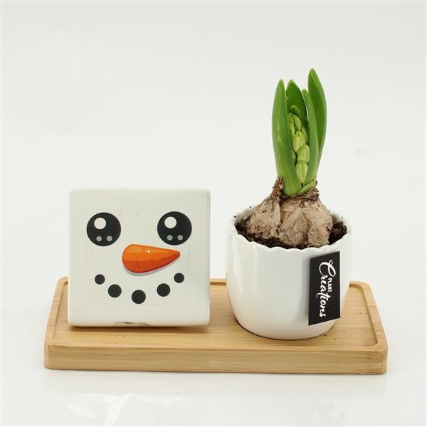 <h4>Arrangementen Hyacinthus 6%</h4>