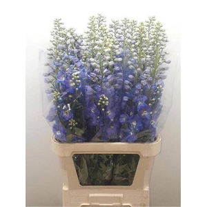 DELPH DU GUARD BLUE
