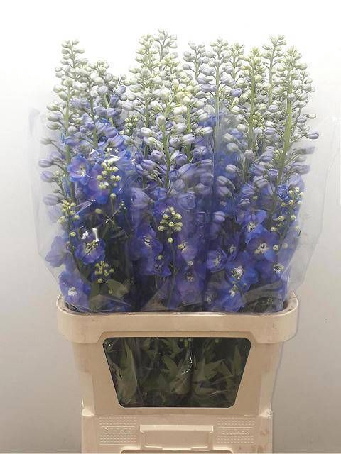 <h4>DELPH DU GUARD BLUE</h4>
