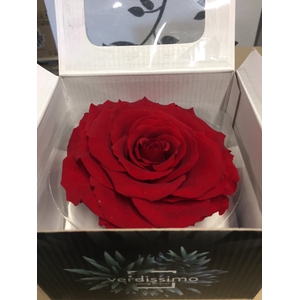 Rose Stabi King Red