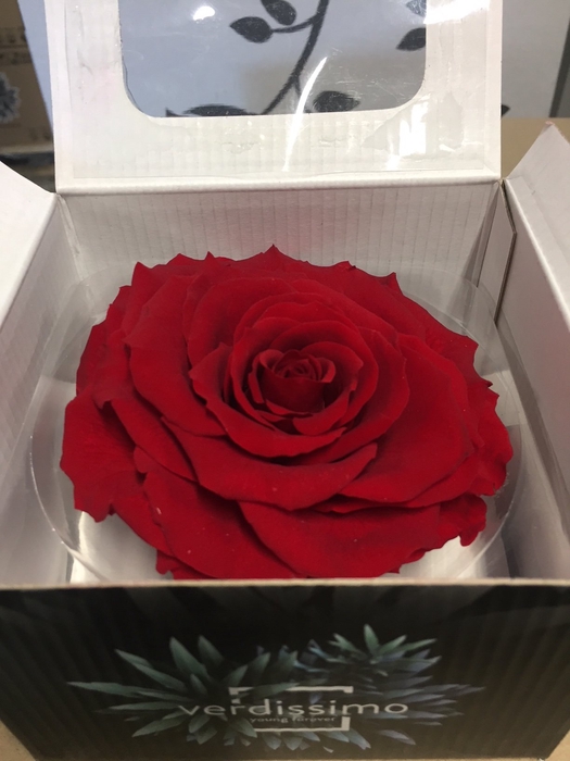 Rose Stabi King Red