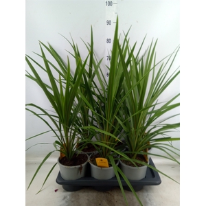 Cordyline indivisa 'Peko'