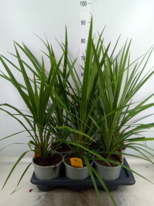 <h4>Cordyline indivisa 'Peko'</h4>
