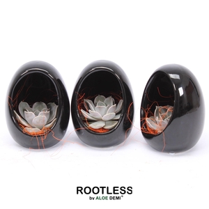 ROOTLESS Echeveria, Egg black Halloween