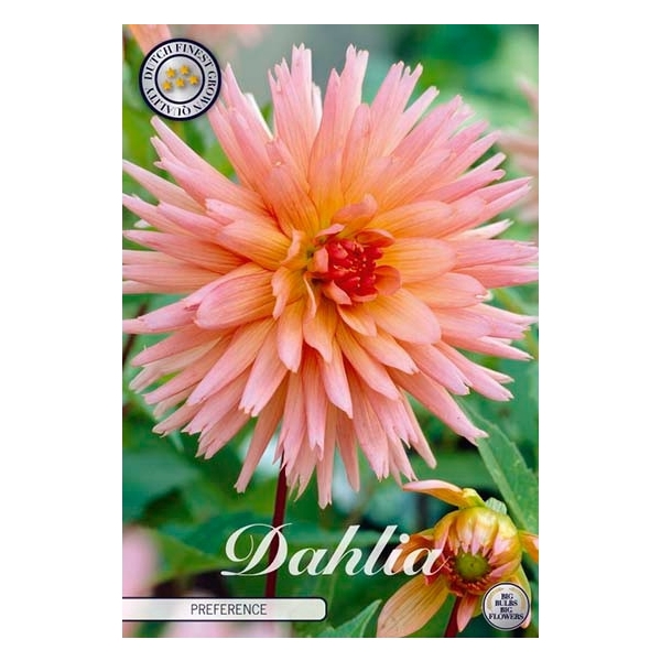 <h4>Dahlia Preference x1</h4>