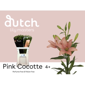 LI AS PINK COCOTTE 4+