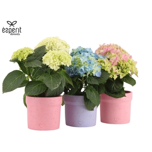 2501147: Solutionss Lovess