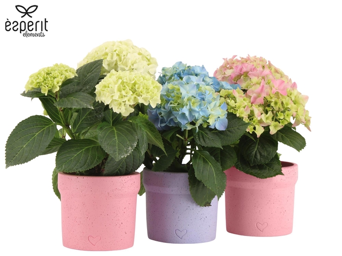 <h4>2501147: Solutionss Lovess</h4>