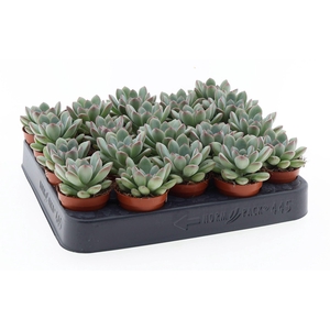 Echeveria   ...