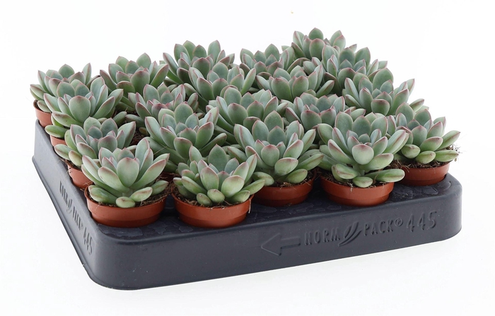 <h4>Echeveria   ...</h4>